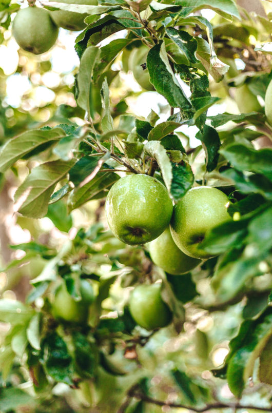 Granny Smith - New England Apples